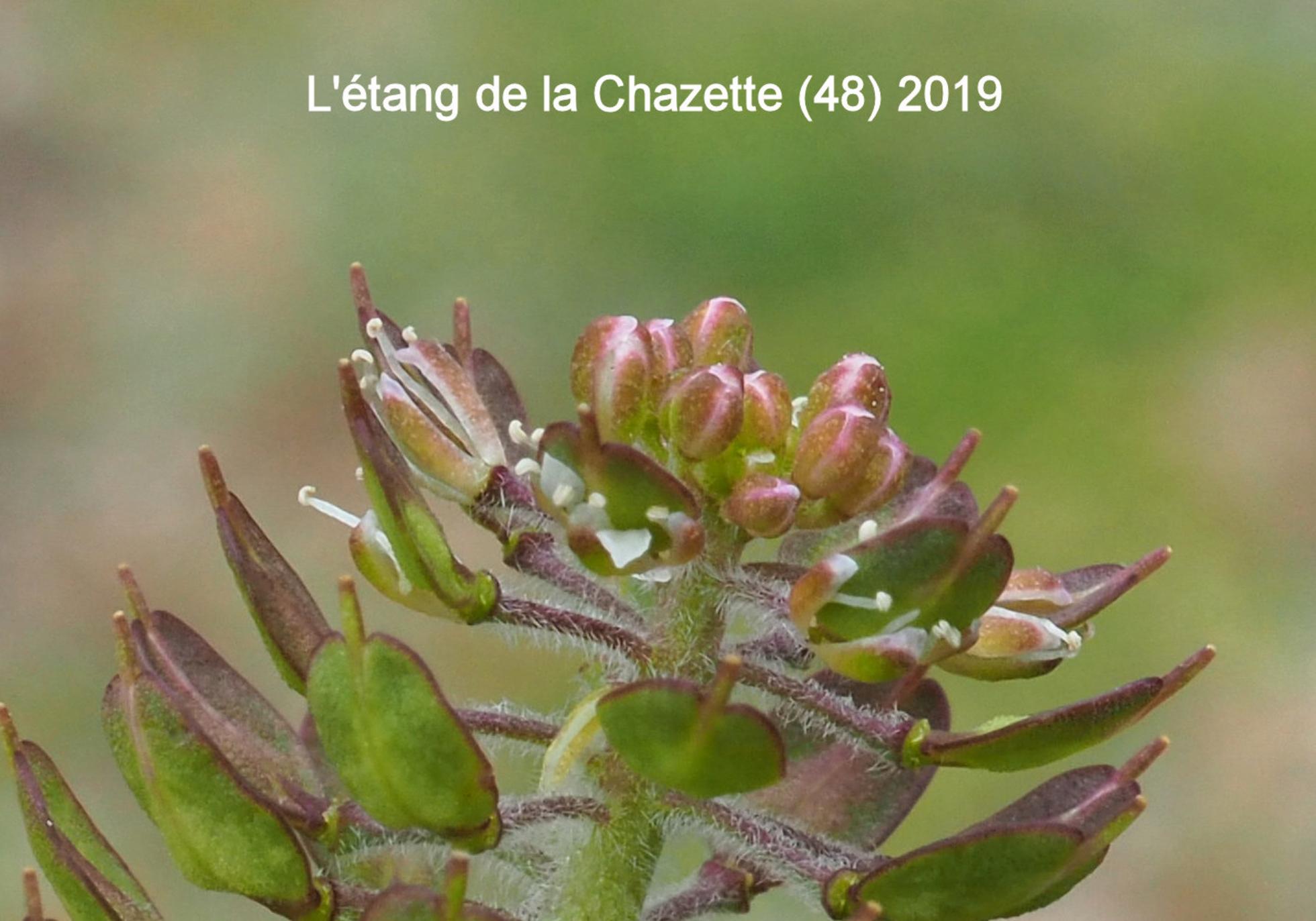 Pepperwort, (Variable-leaved) flower